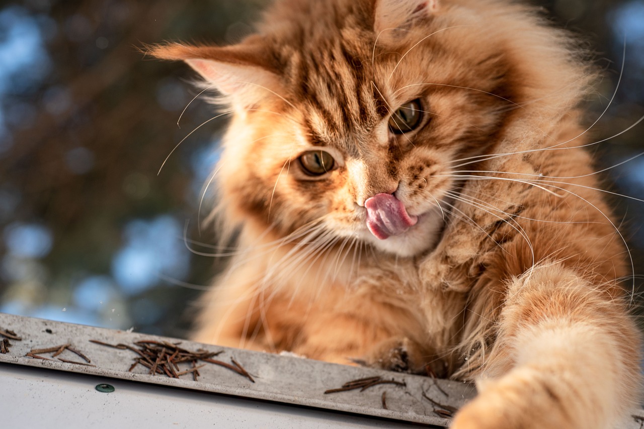 Håndtering Af Pelspleje For Langhårede Katte