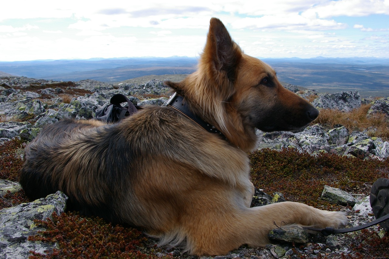 Er En Hund Et Rovdyr?