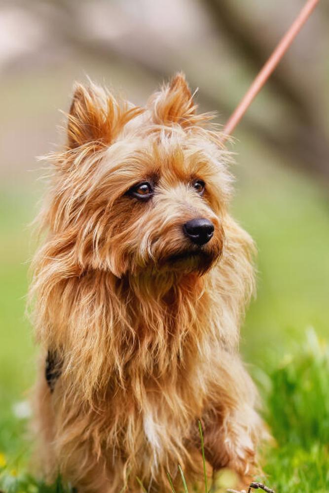 Dog Australian Terrier A Beautiful Australian Terrier With Gorgeous Dark Eyes