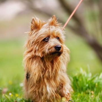 Dog Australian Terrier A Beautiful Australian Terrier With Gorgeous Dark Eyes