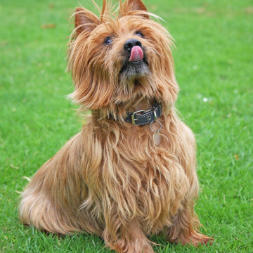 Australian Terrier 164934 1280 Australian Terrier 164934 1280