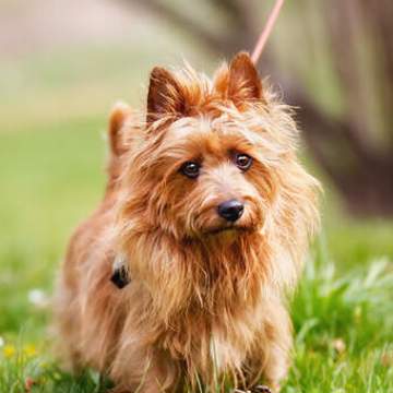 Dog Australian Terrier An Australian Terrier With A Little Wet Nose And Pointy Ears
